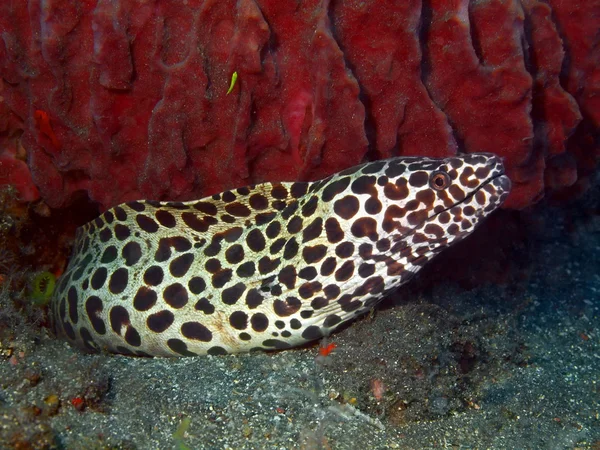 Enguia-de-moray — Fotografia de Stock