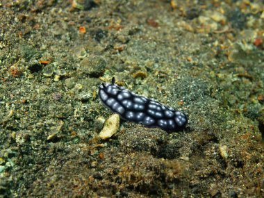 Gerçek deniz yaratığı
