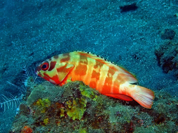 Grouper — Stockfoto