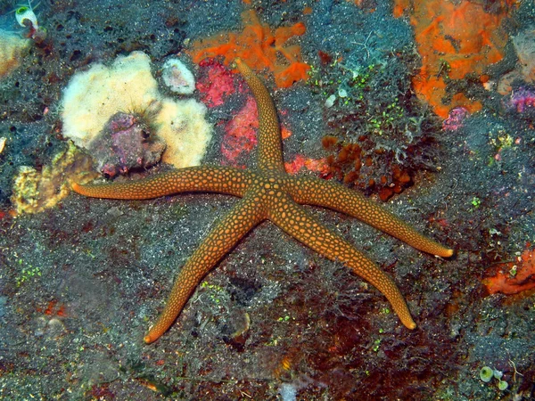 Zeesterren — Stockfoto