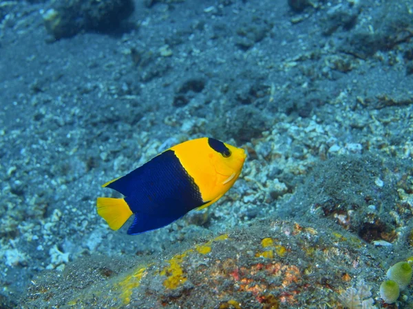 Pesce corallo — Foto Stock