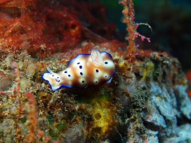 Gerçek deniz yaratığı