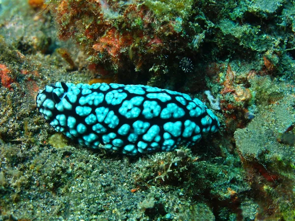 Vere lumache di mare — Foto Stock