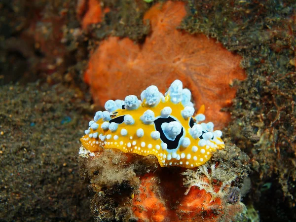 Gerçek deniz yaratığı — Stok fotoğraf