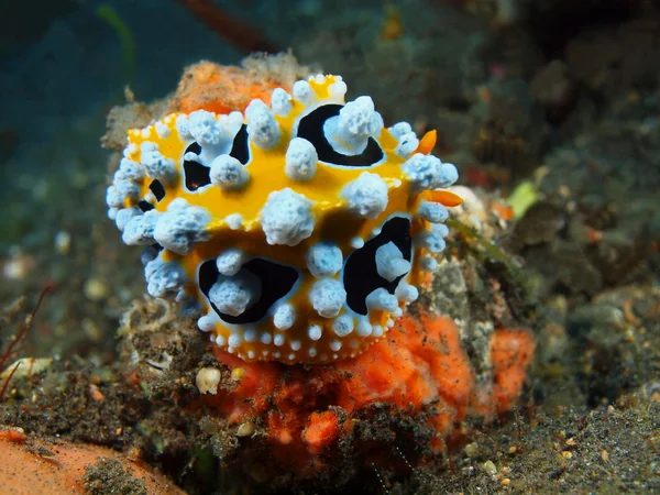 True sea slug — Stock Photo, Image