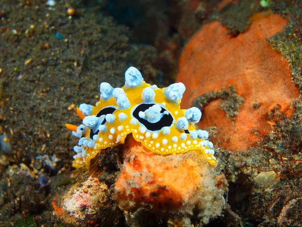 True sea slug — Stock Photo, Image