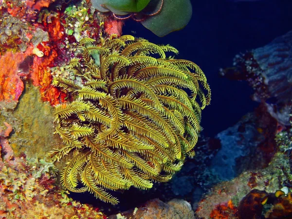 Crinoid — Zdjęcie stockowe