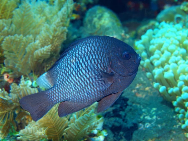 Коралловые рыбы — стоковое фото