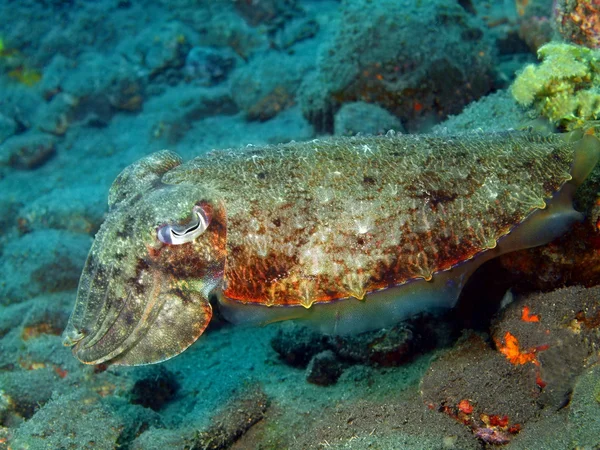 ? uttlefish — 스톡 사진