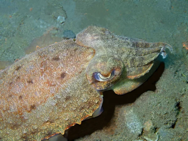 Tintenfische — Stockfoto