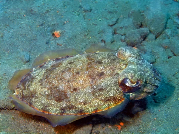 ? uttlefish — Stockfoto