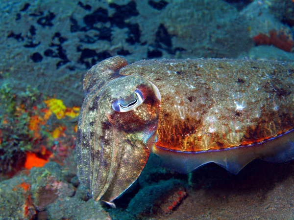 ? uttlefish — Zdjęcie stockowe