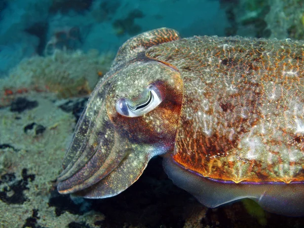 Peixe-espada — Fotografia de Stock