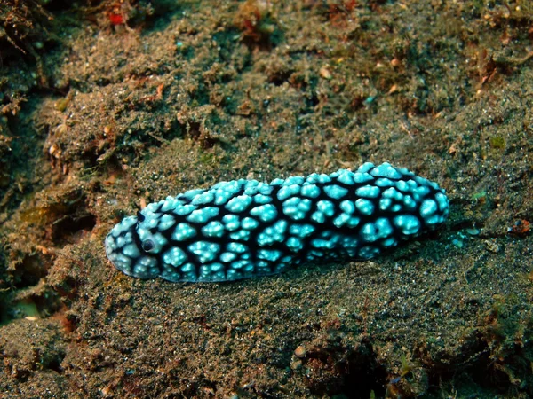 Igaz tenger meztelen csiga — Stock Fotó