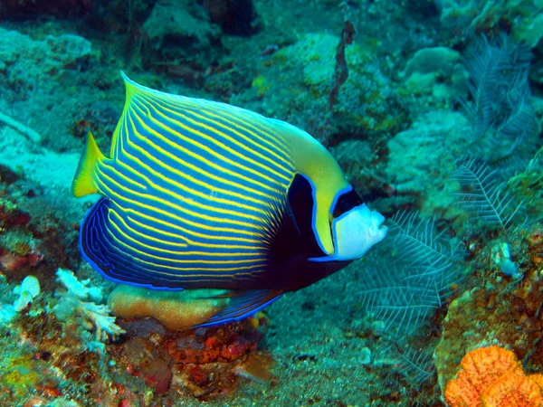 Peixes de coral — Fotografia de Stock