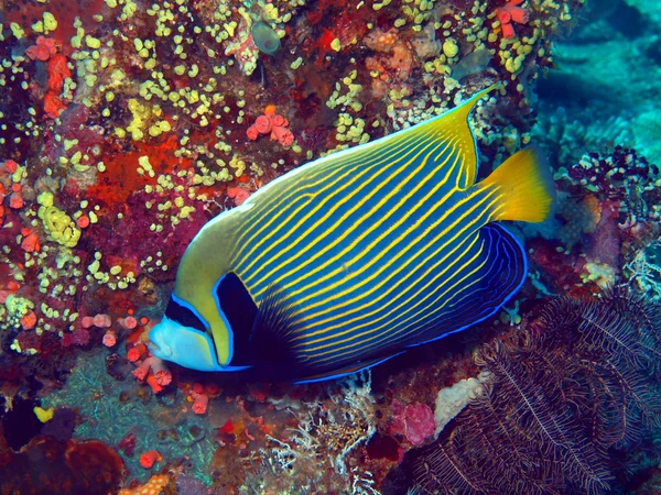 Coral fish — Stock Photo, Image