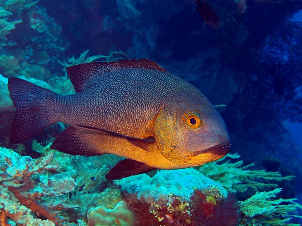 サンゴ魚 — ストック写真