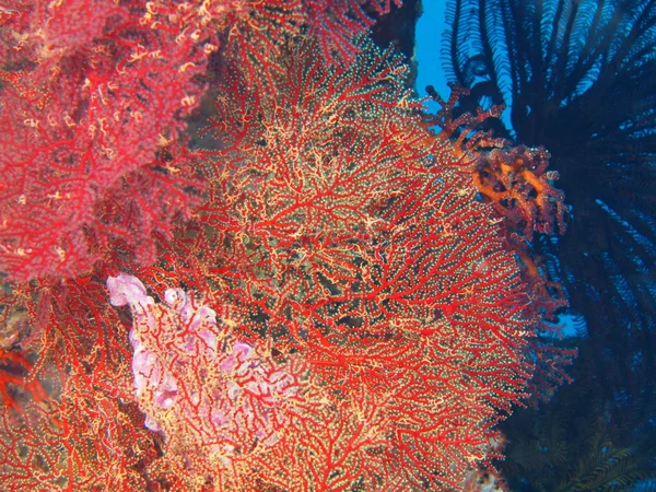 Gorgonian Coral — стокове фото