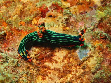 Gerçek deniz yaratığı