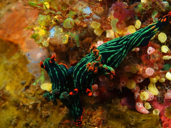 True sea slugs — Stock Photo, Image