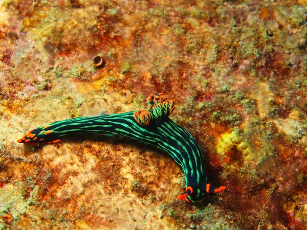 Verdadera babosa marina — Foto de Stock