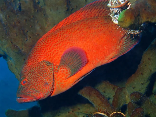 Grouper — Stock Photo, Image