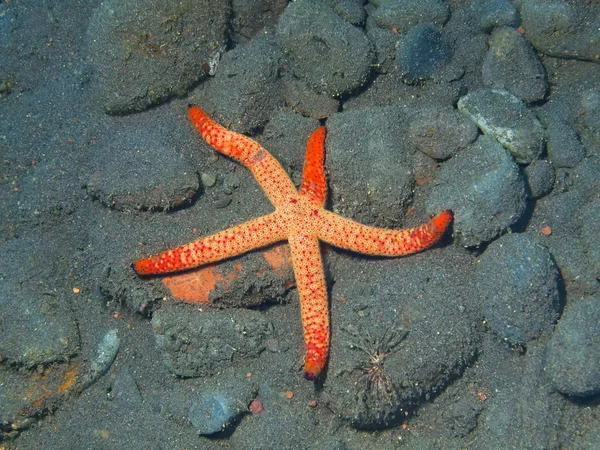 Zeesterren — Stockfoto