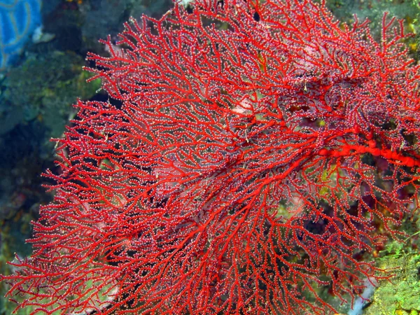Gorgonian Coral — Stockfoto