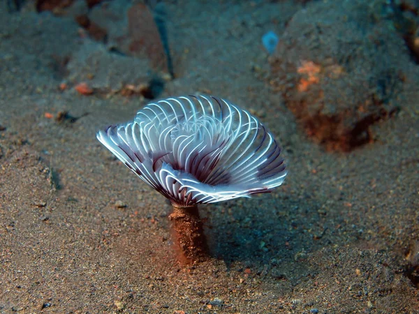 Tube worm — Stock Photo, Image