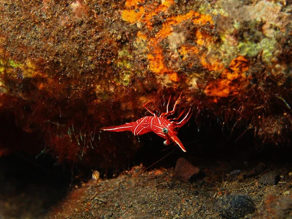Camarão de coral — Fotografia de Stock