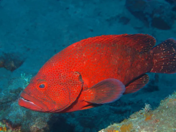 Grouper — Stockfoto