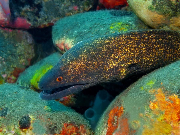 Moray anguila —  Fotos de Stock