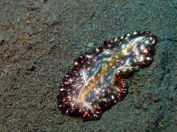 Flatworm — Stock Photo, Image