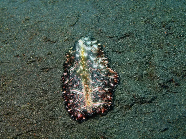 Flatworm — Stock Photo, Image