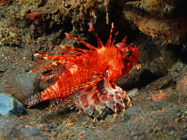 Skorpionfisch — Stockfoto