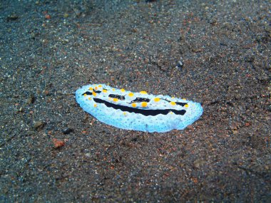 Gerçek deniz yaratığı