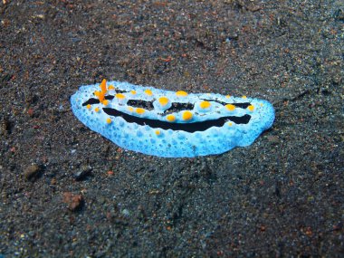 Gerçek deniz yaratığı