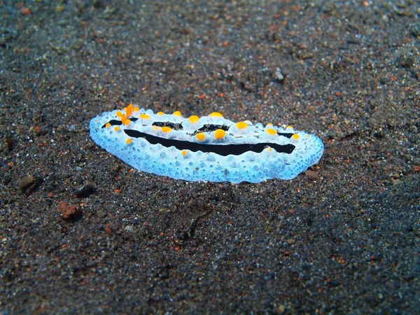 Igaz tenger meztelen csiga — Stock Fotó