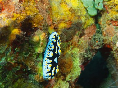 Gerçek deniz yaratığı