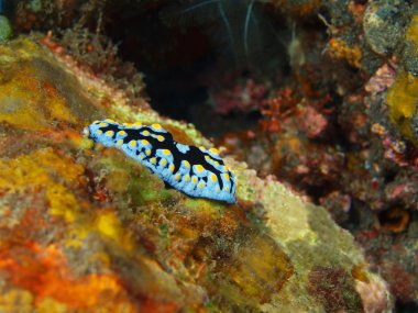 Gerçek deniz yaratığı