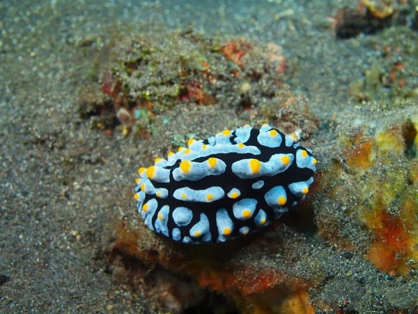 Vere lumache di mare — Foto Stock