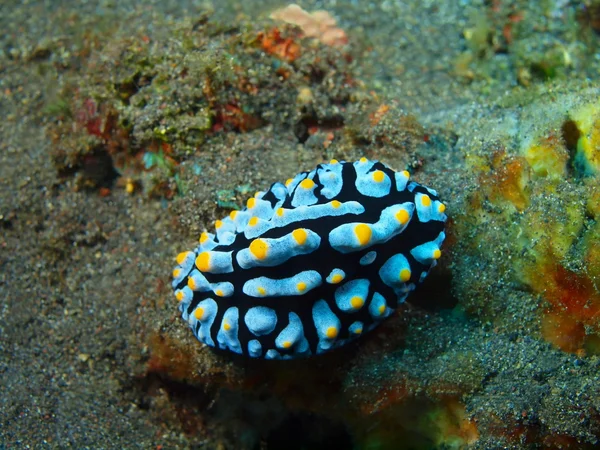 True sea slug — Stock Photo, Image