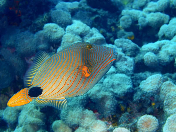 Coral fish — Stock Photo, Image