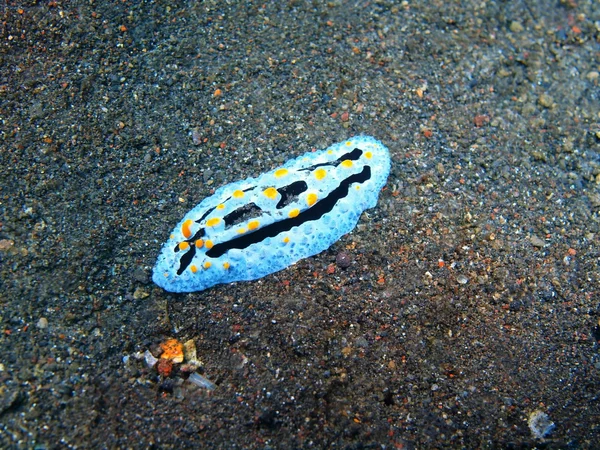 Verdadeiro lesma do mar — Fotografia de Stock