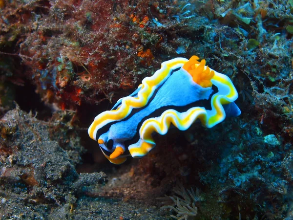 Verdadera babosa marina — Foto de Stock