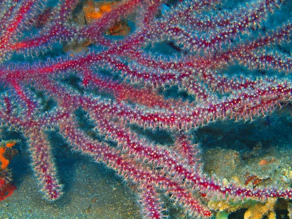 Coral gorgoniano — Foto de Stock