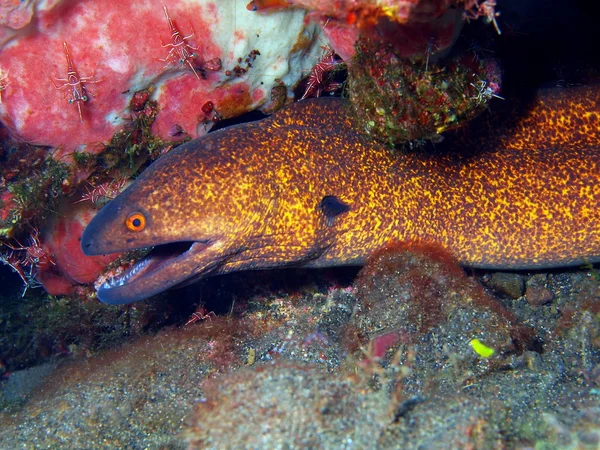 Moray anguila —  Fotos de Stock