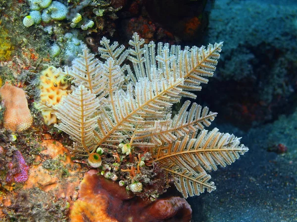 Coral — Stock Photo, Image