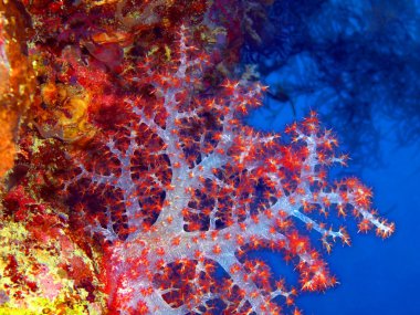 Sualtı yumuşak mercan, Adası Bali, Pemuteran