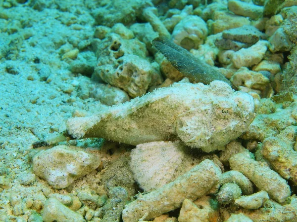 Scorpionfish,  Island  Bali, Pemuteran — Stock Photo, Image